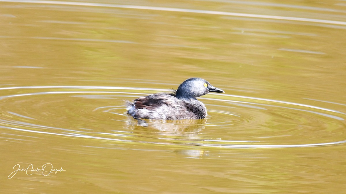 Least Grebe - ML450349981