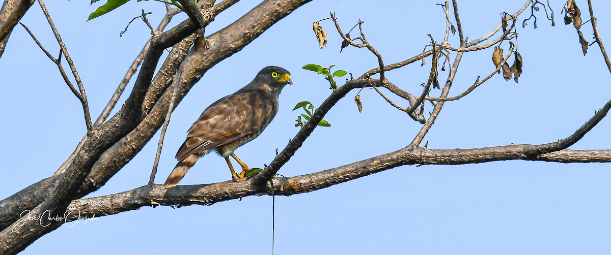 Roadside Hawk - ML450350021