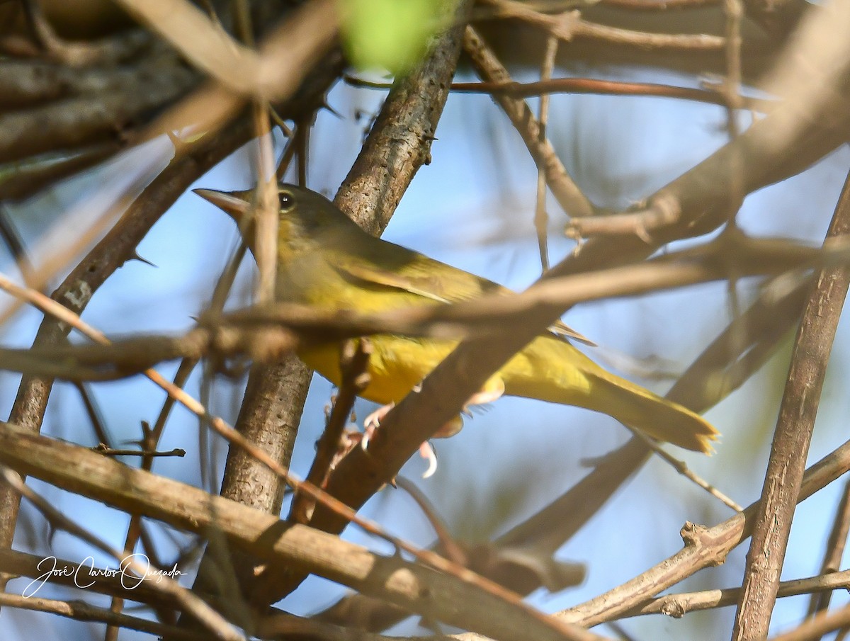 MacGillivray's Warbler - ML450350051