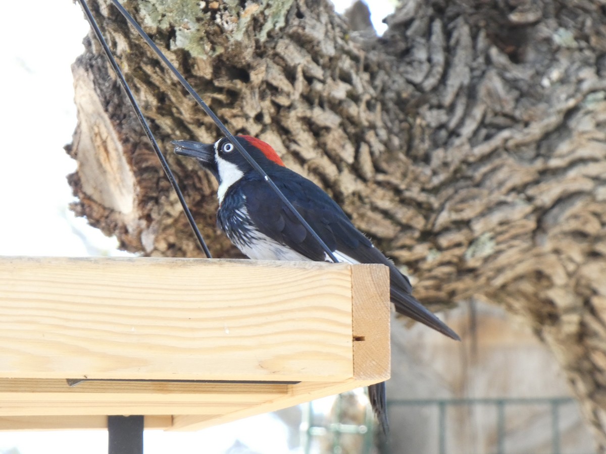 Acorn Woodpecker - Heidi Erstad