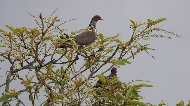 アカハシウロコバト - ML450350231