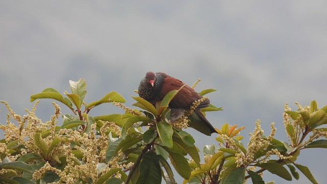 アカハシウロコバト - ML450350391