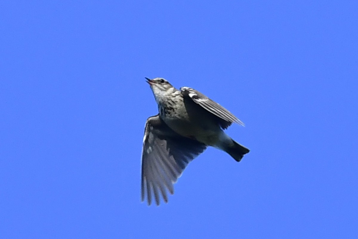 Wood Lark - ML450351051