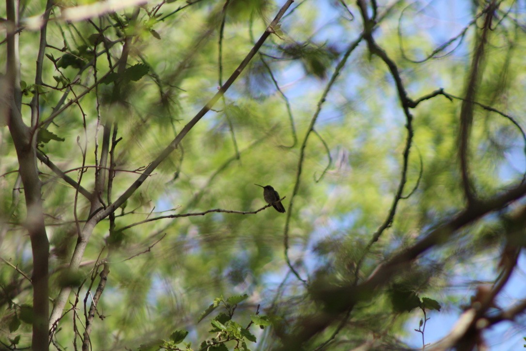 Broad-tailed Hummingbird - ML450351521
