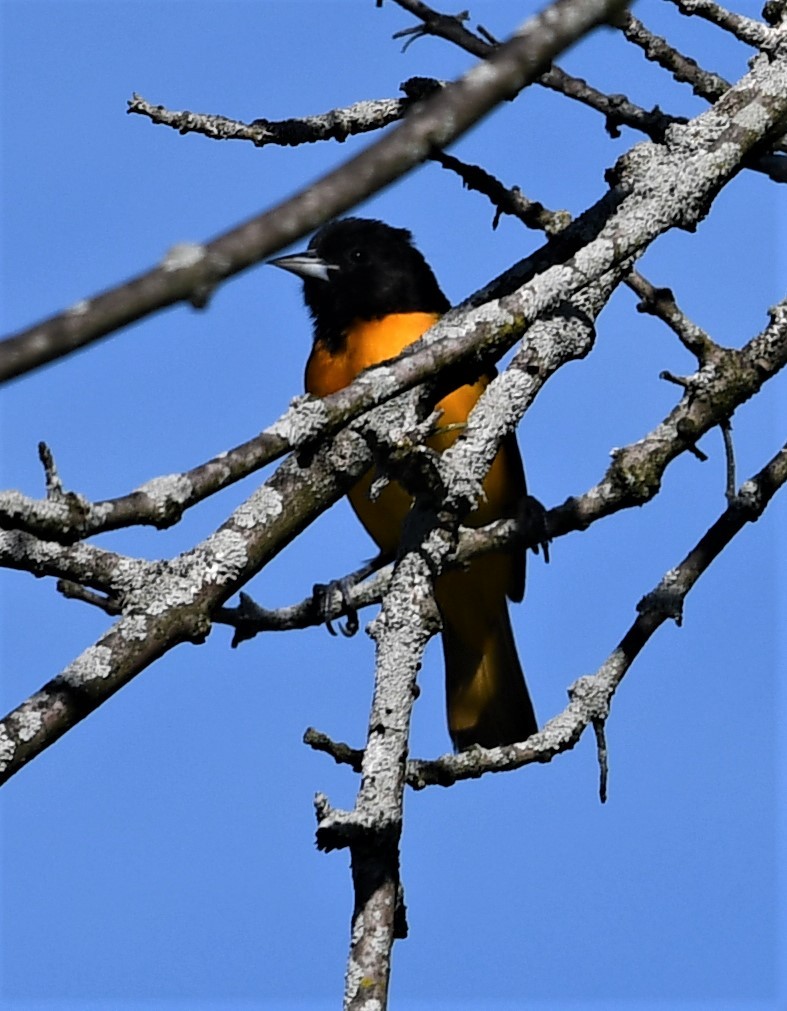 Baltimore Oriole - ML450352001