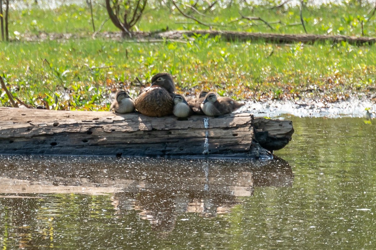 Wood Duck - ML450353331