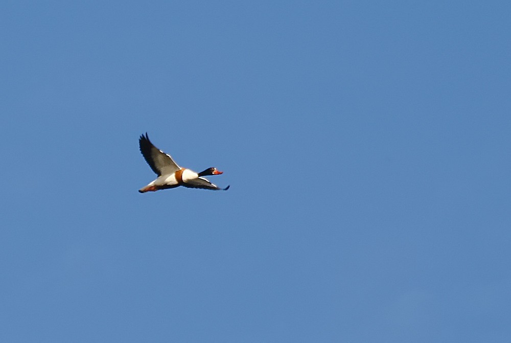 Common Shelduck - ML450353651