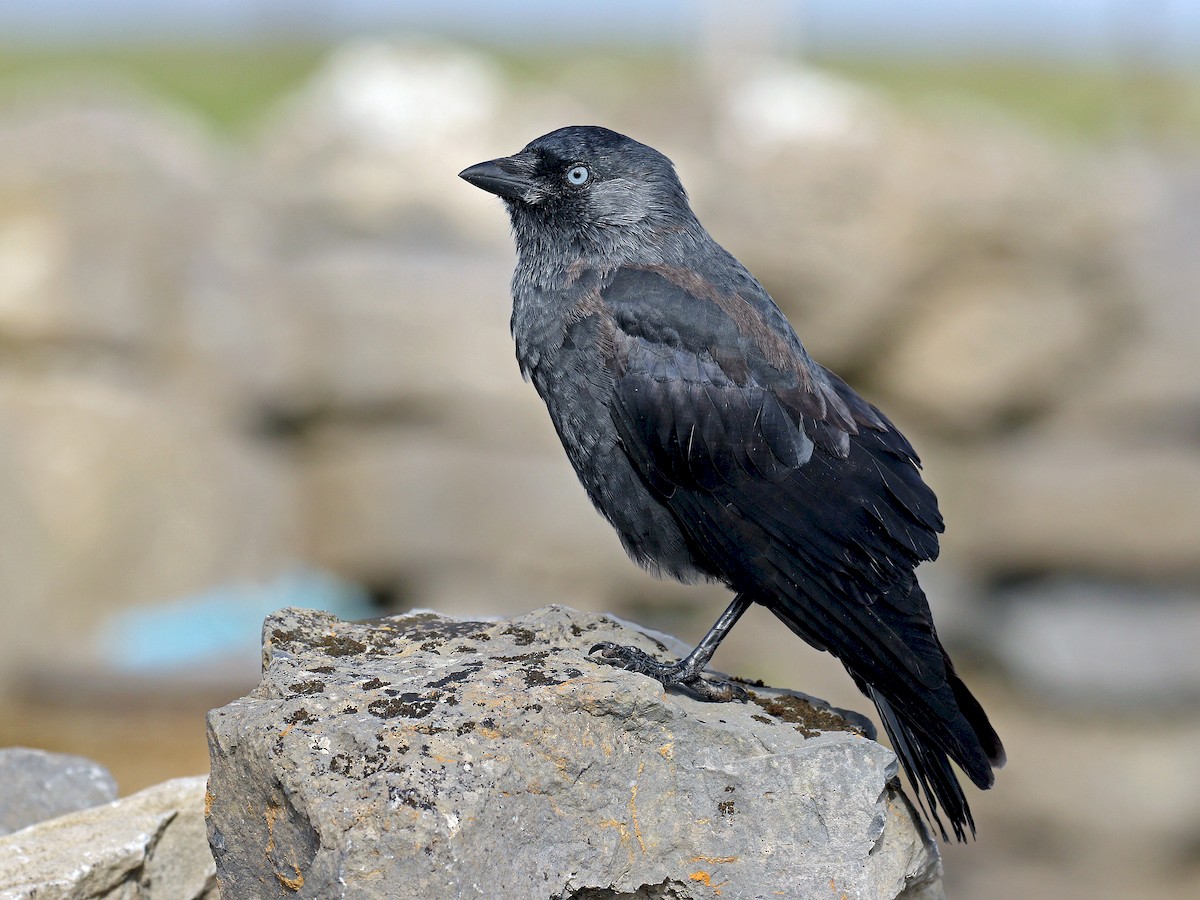 Eurasian Jackdaw