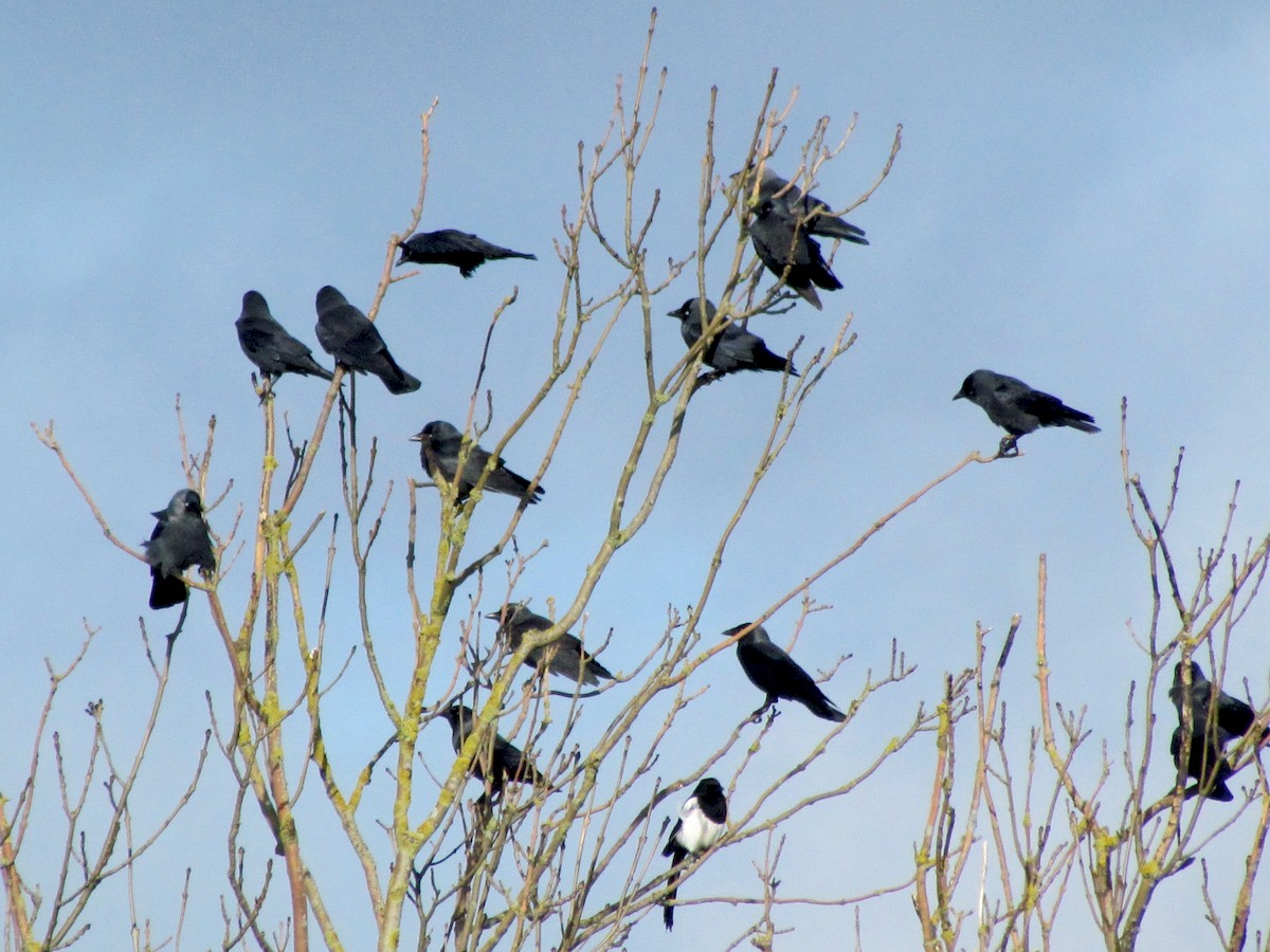 (with Eurasian Magpie)