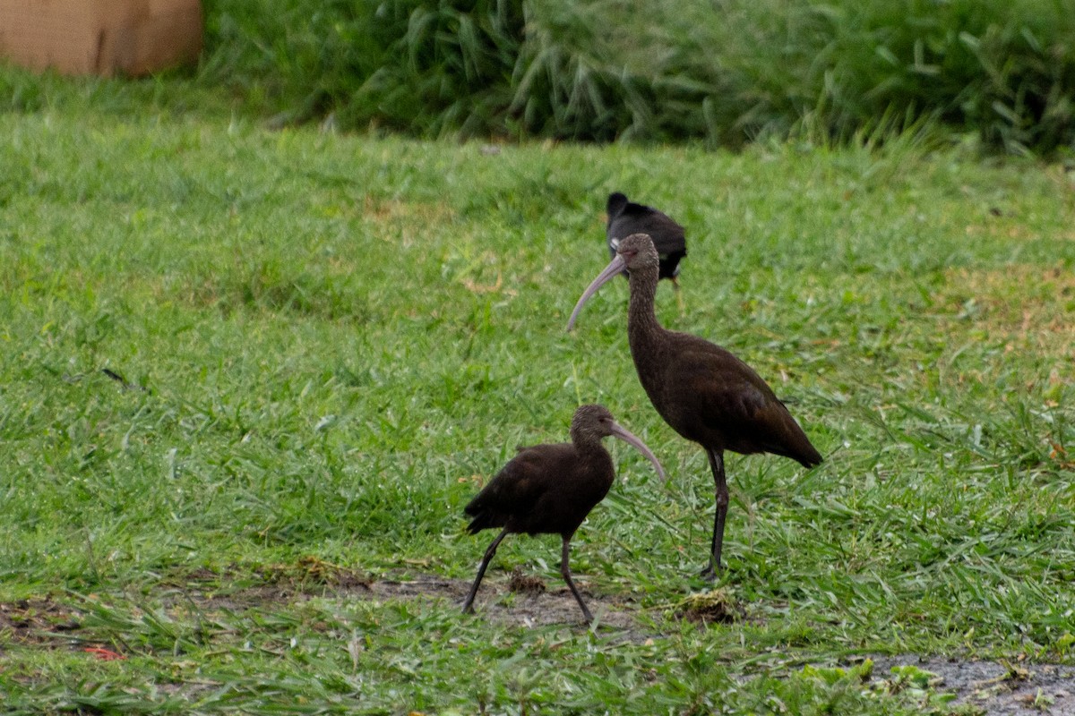 White-faced Ibis - Marcos Eugênio Birding Guide