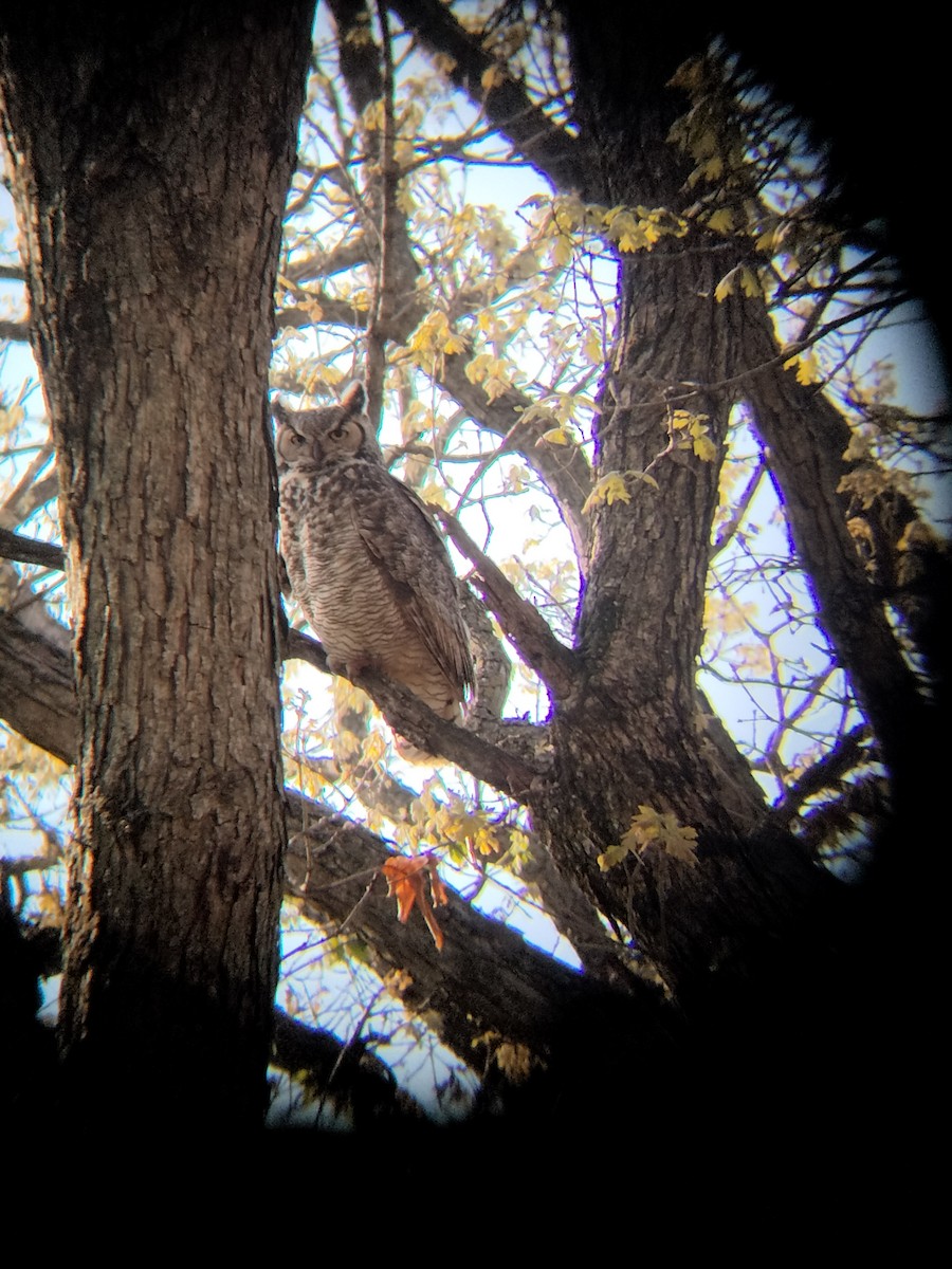 Great Horned Owl - ML450354351