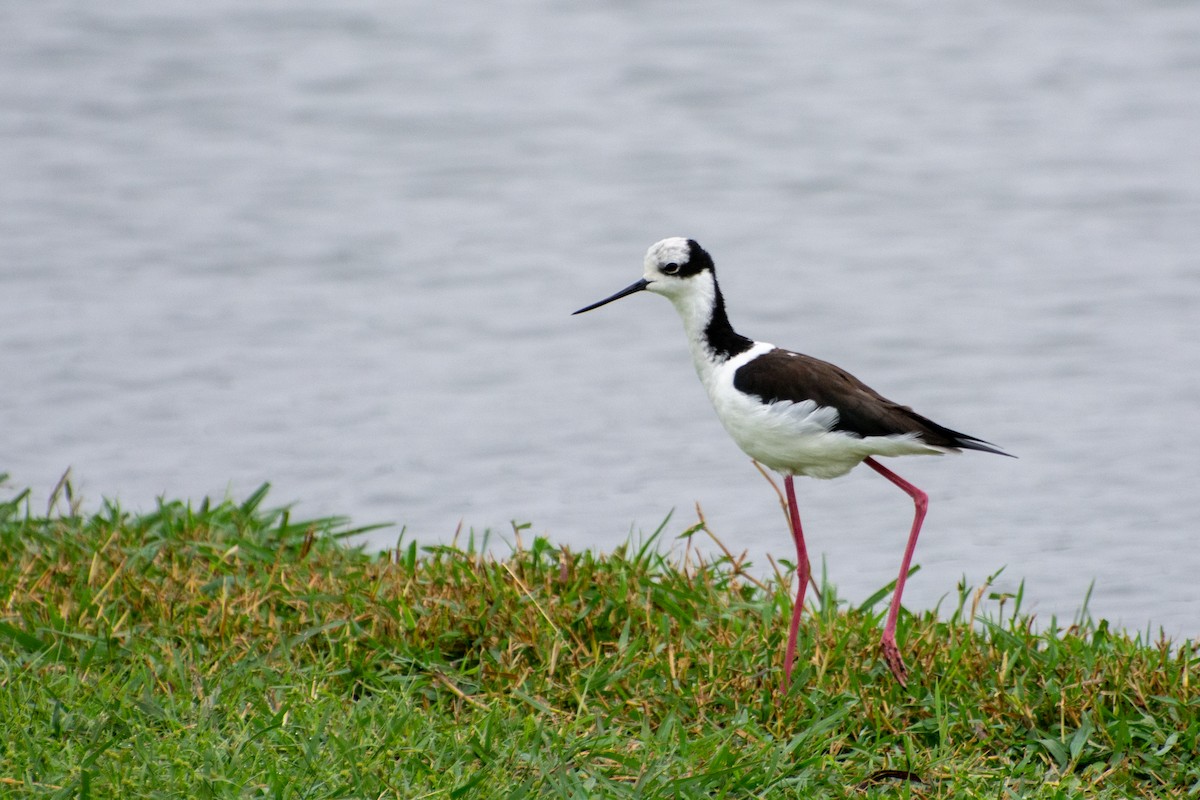 Black-necked Stilt - Marcos Eugênio Birding Guide