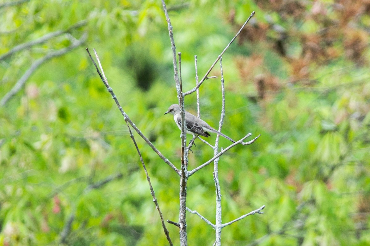 Northern Mockingbird - ML450356431