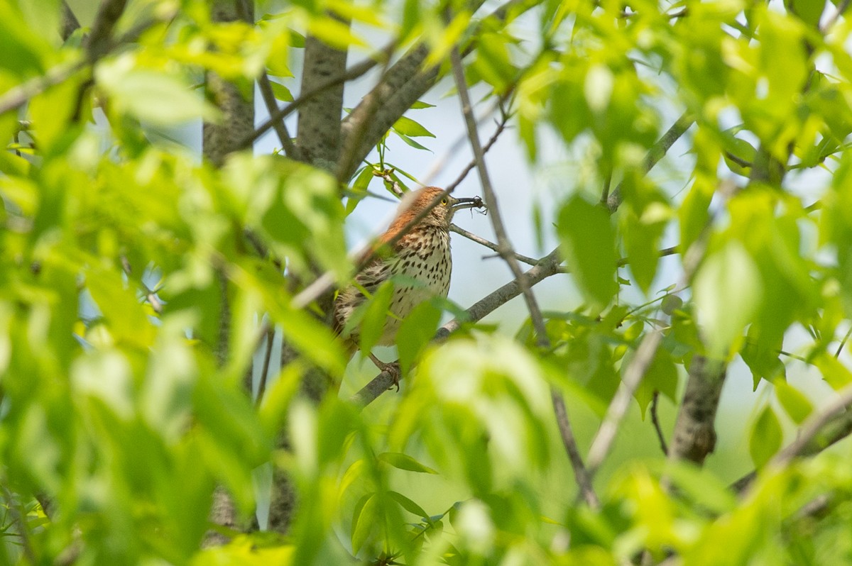 Brown Thrasher - ML450356641