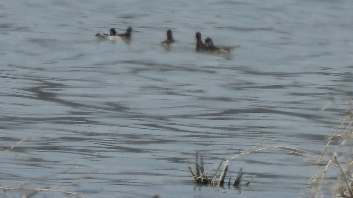 Red-necked Phalarope - ML450358101