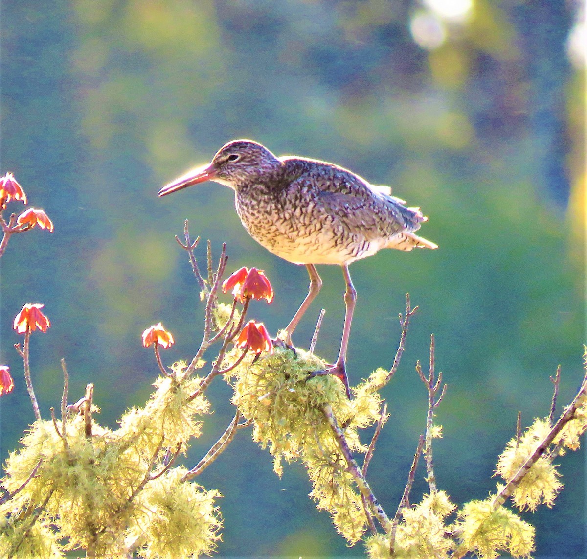 Willet - ML450359301