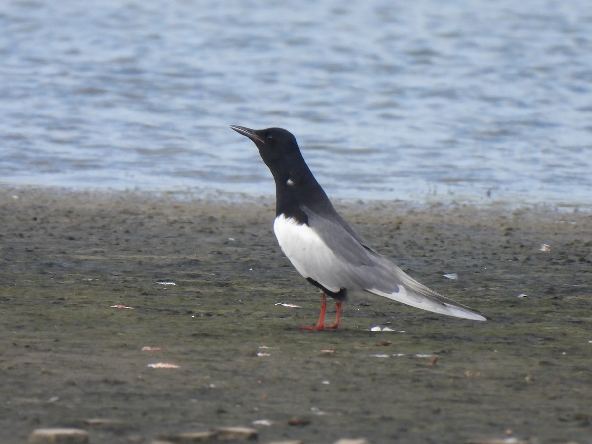 White-winged Tern - ML450359461
