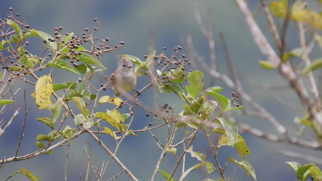 Yellow-bellied Elaenia - ML450359521