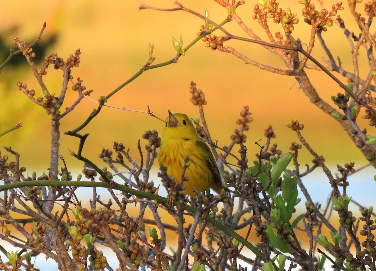 Yellow Warbler - ML450359941