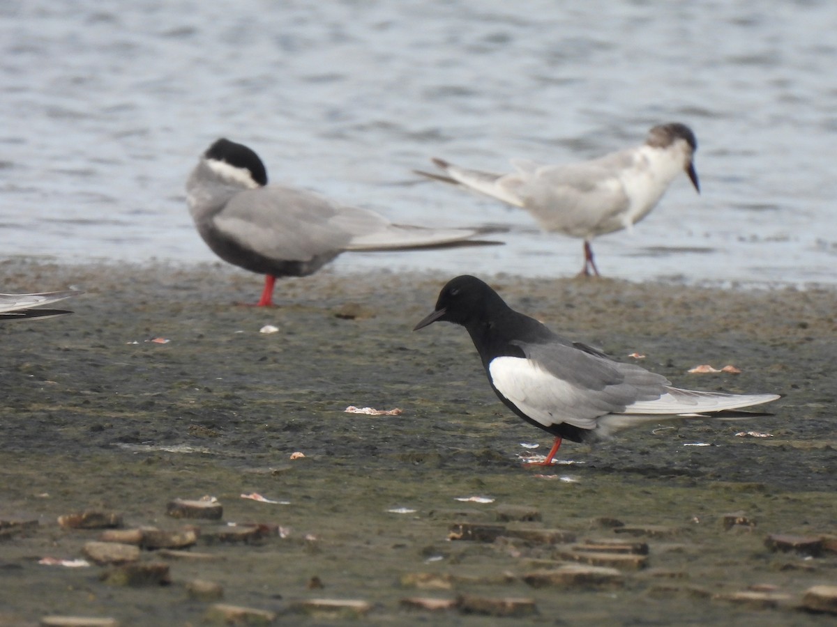 White-winged Tern - ML450360451