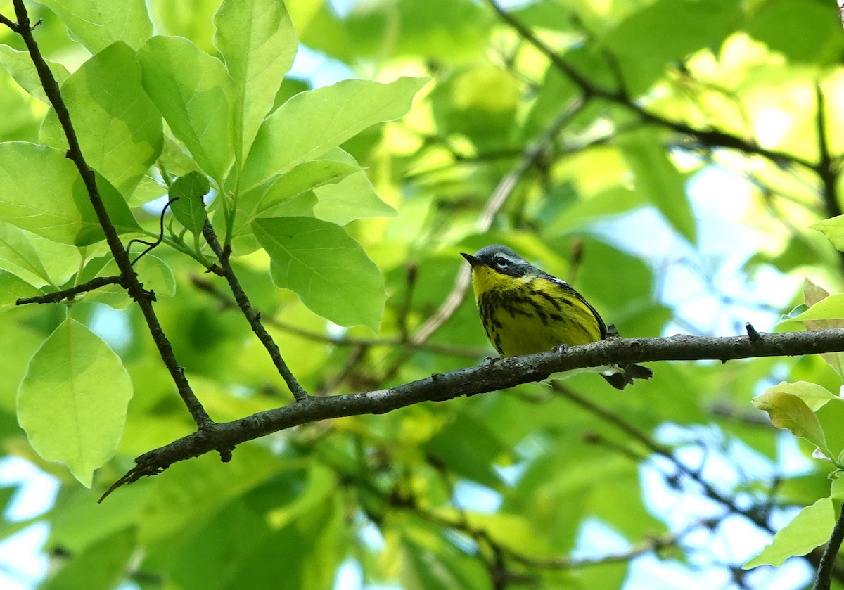 Magnolia Warbler - ML450360681