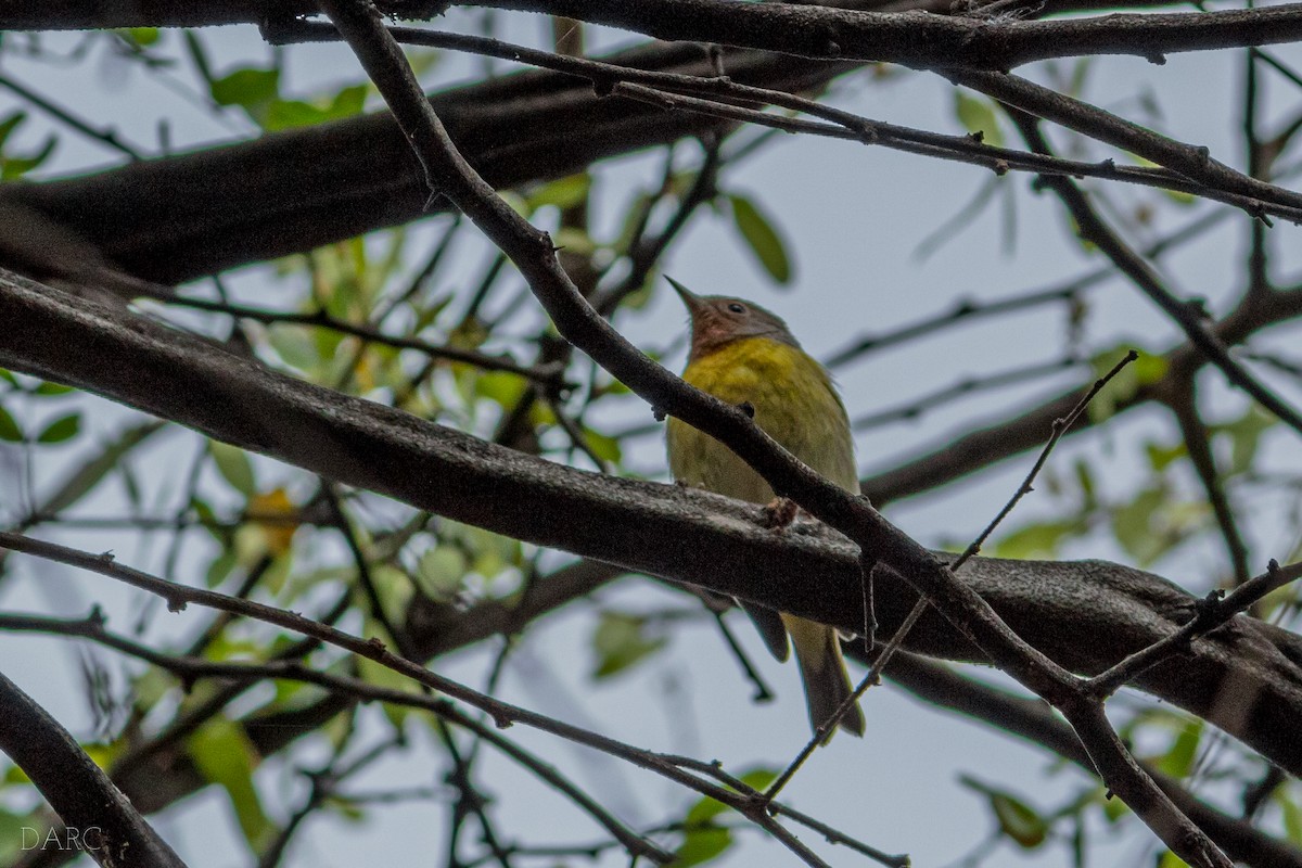 Nashville Warbler - Diego Alfonso Ruiz Cordero