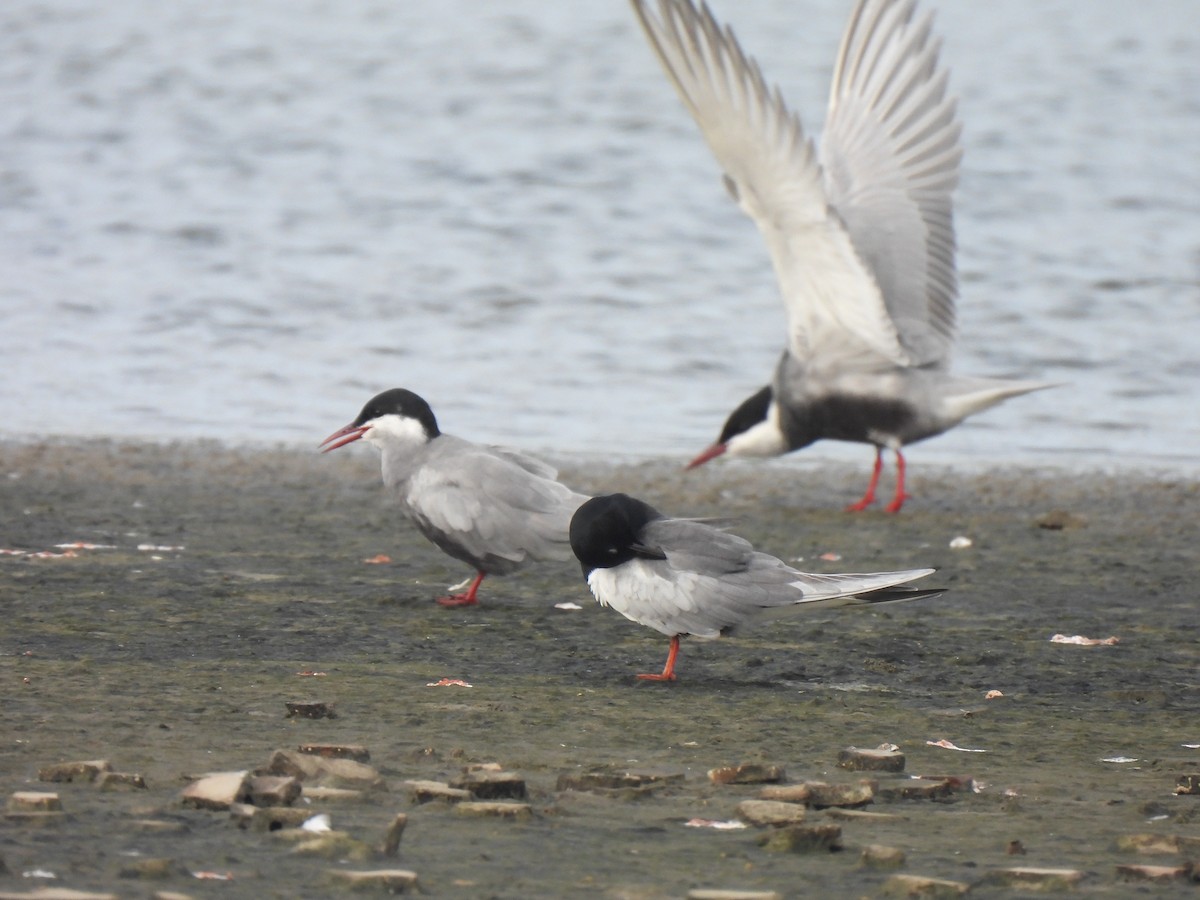 White-winged Tern - ML450361141