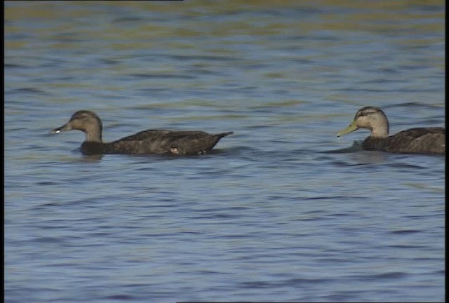 American Black Duck - ML450363