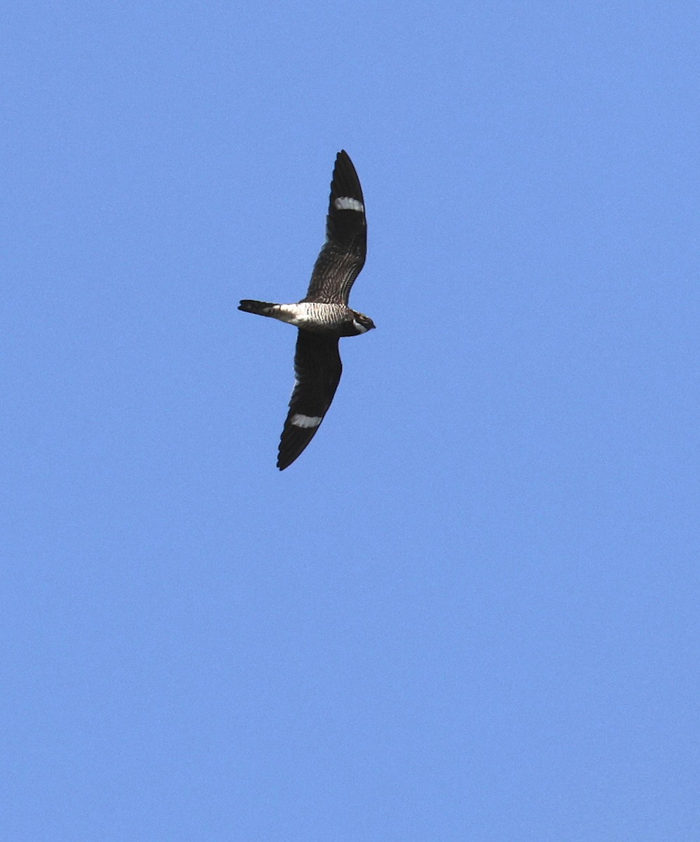 תחמס אמריקני - ML450363351