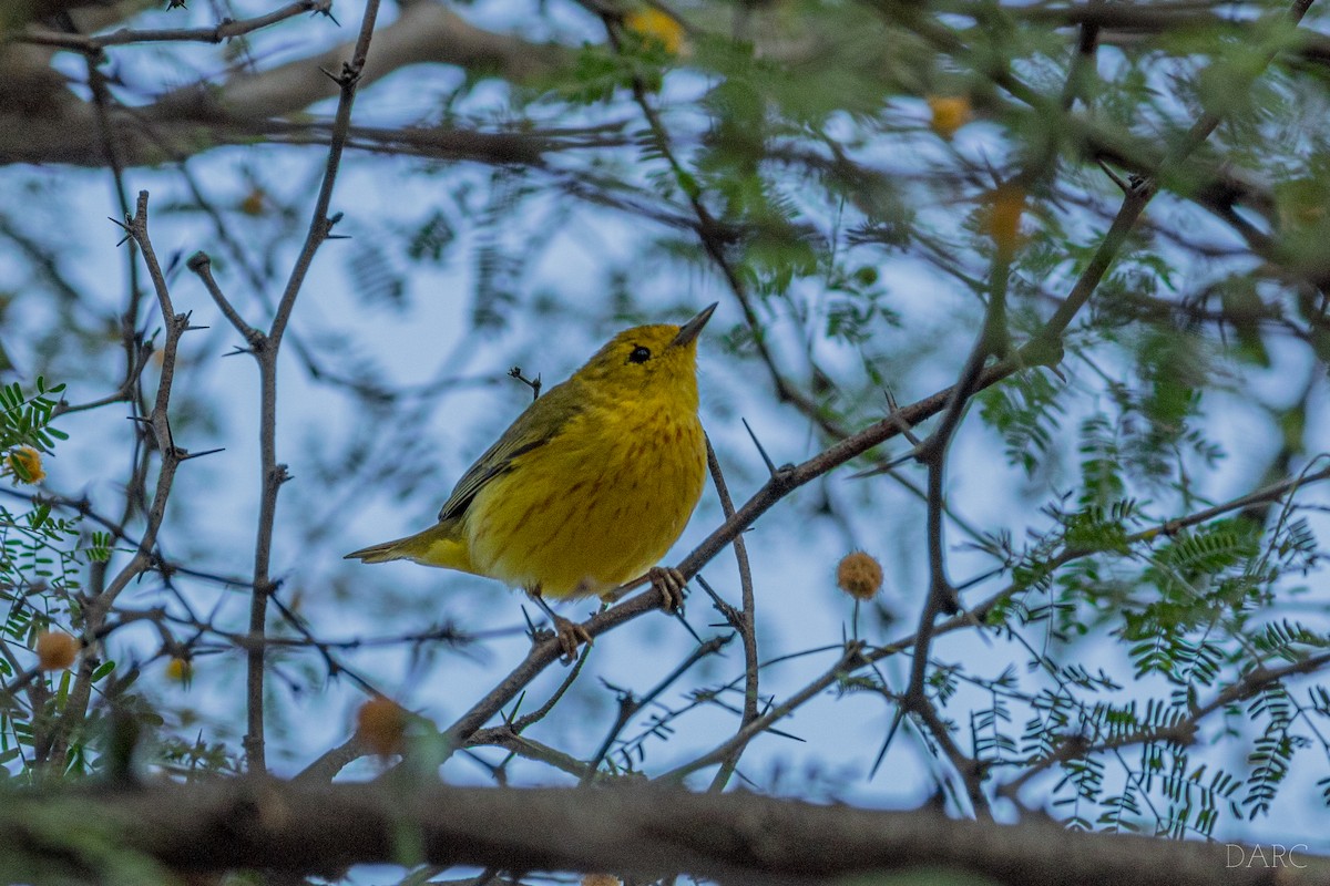 Yellow Warbler - Diego Alfonso Ruiz Cordero