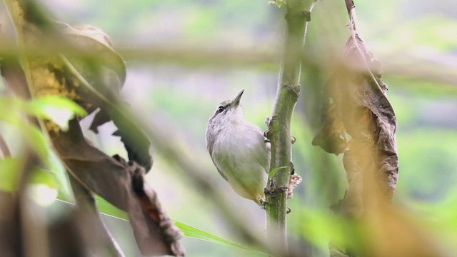 Isthmian Wren - ML450364281