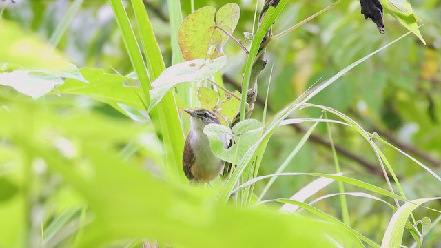 Isthmian Wren - ML450364661