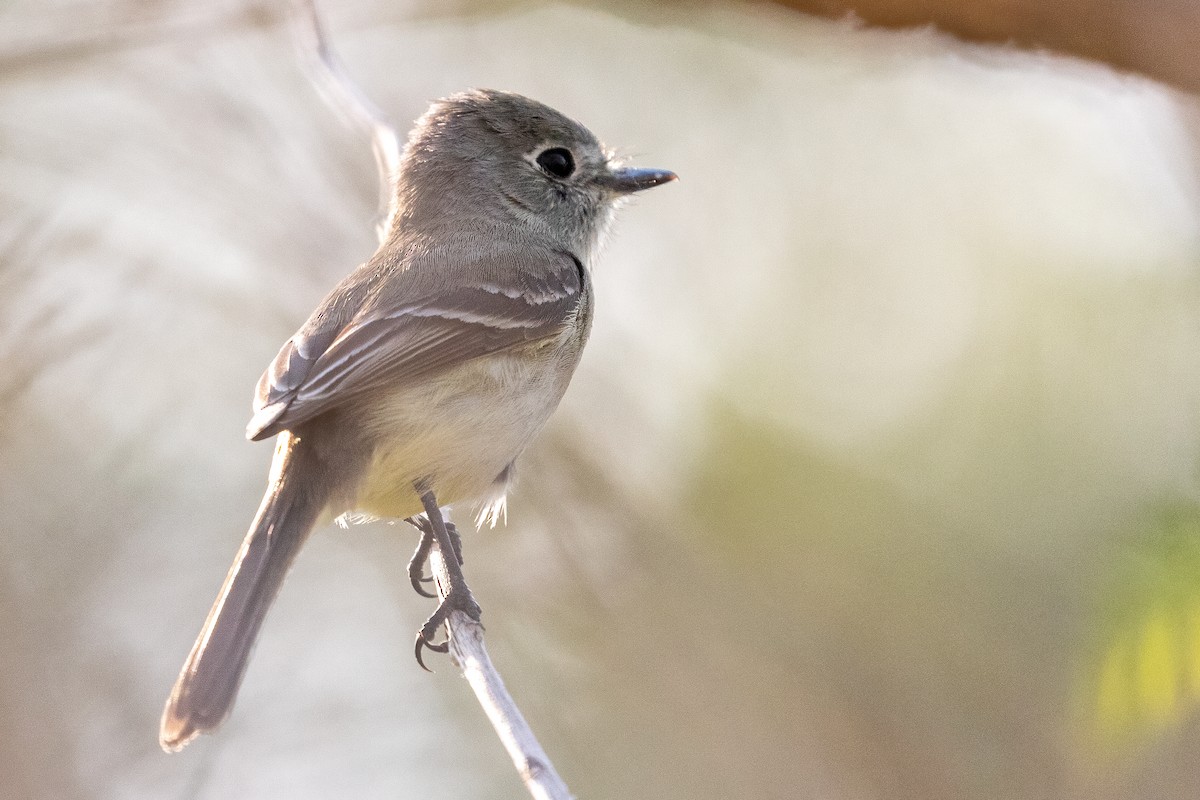 Dusky Flycatcher - Anonymous