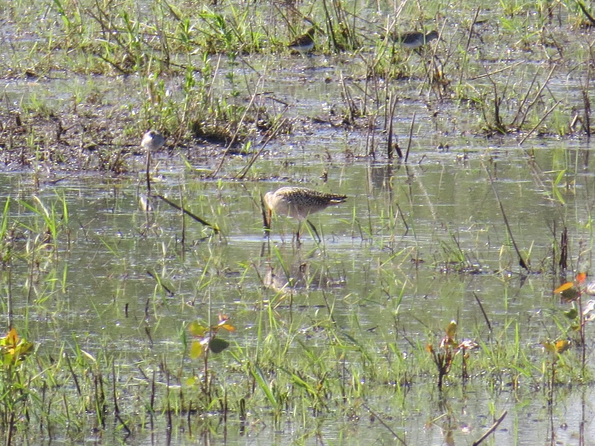 Marbled Godwit - ML450366101