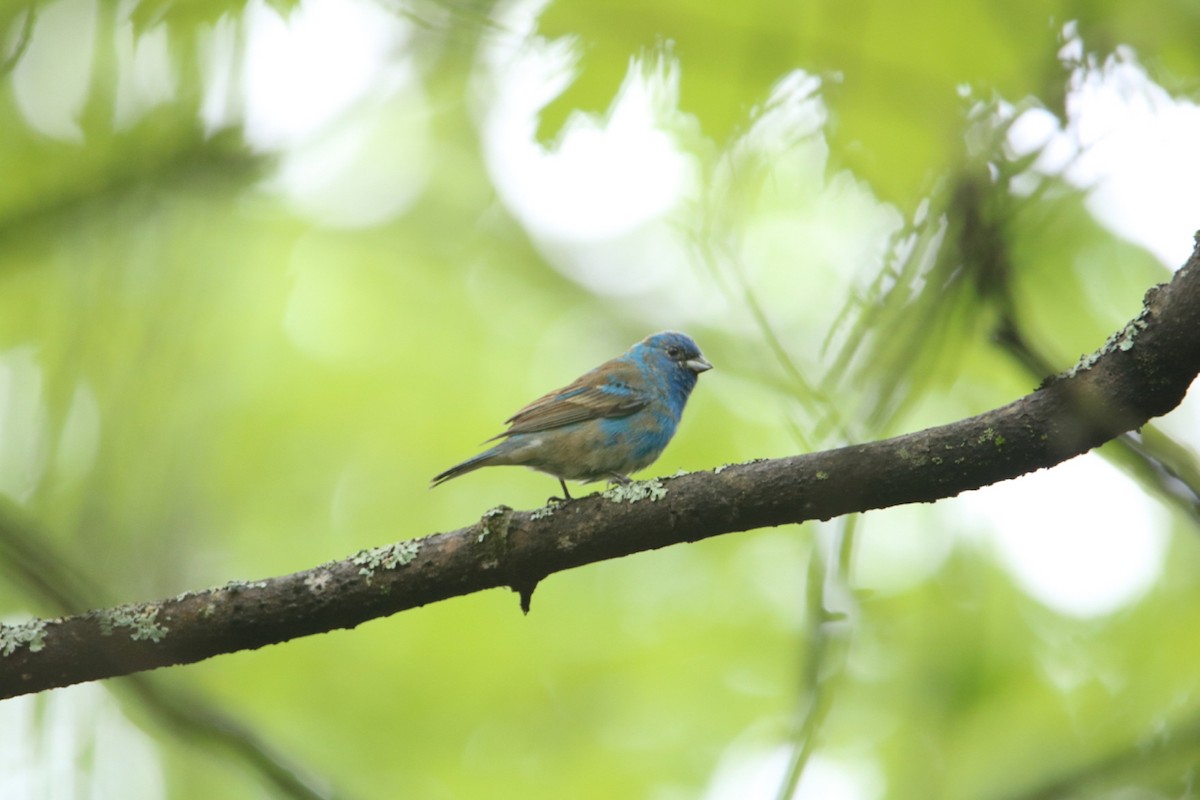 Indigo Bunting - ML450366481