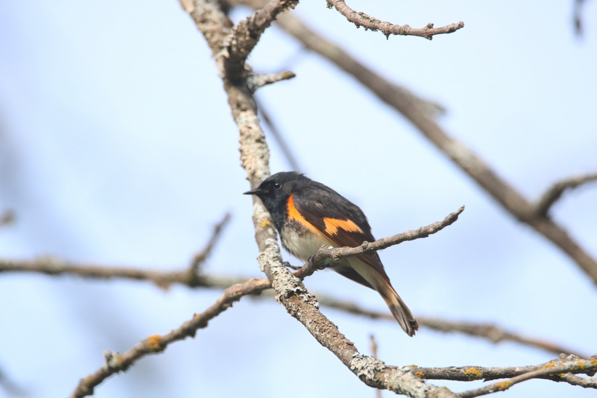 American Redstart - ML450367061