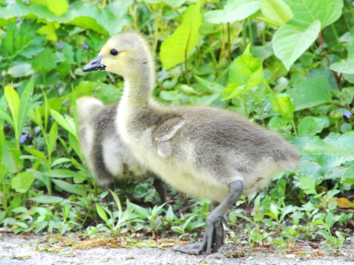 Канад галуу - ML450367801