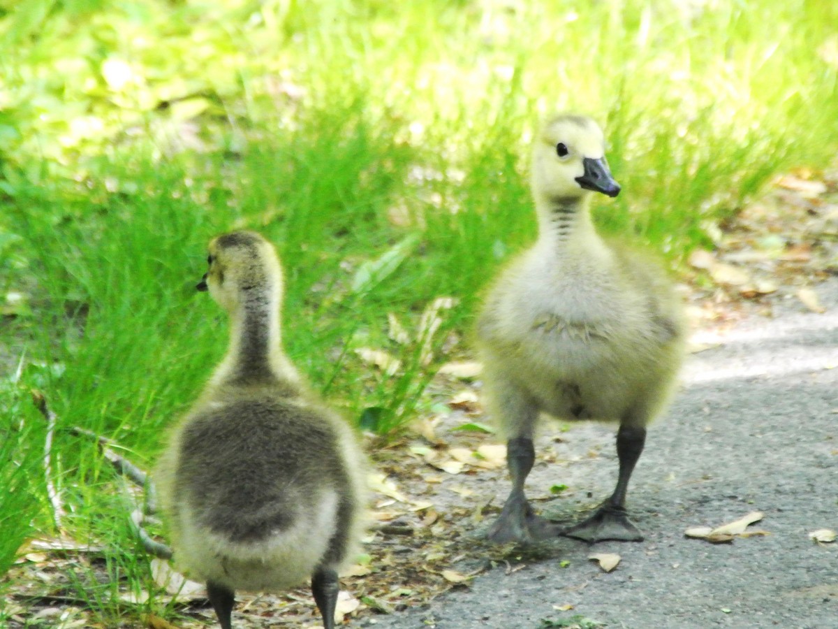 Канад галуу - ML450367811