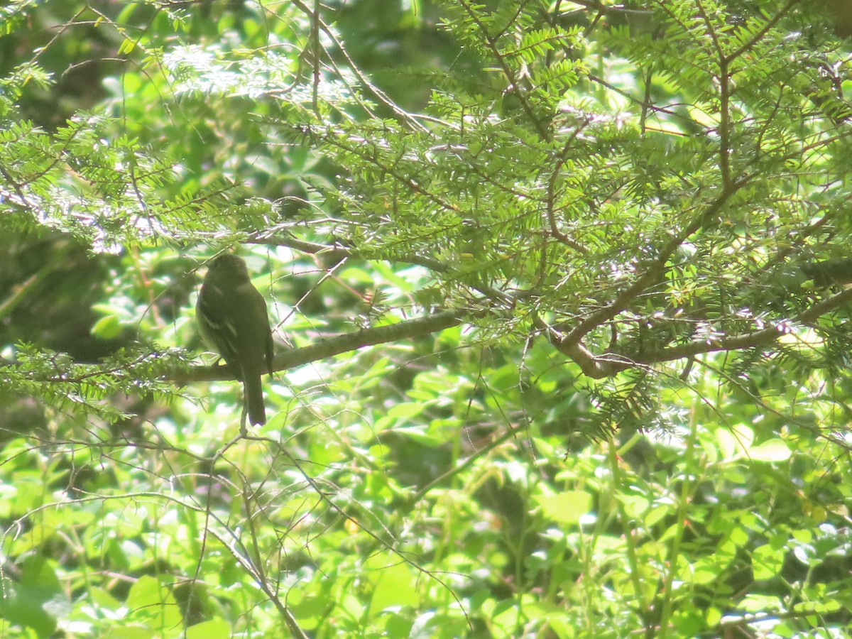 Yellow-bellied Flycatcher - ML450367841