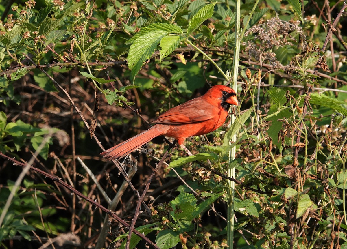 Northern Cardinal - ML450368091