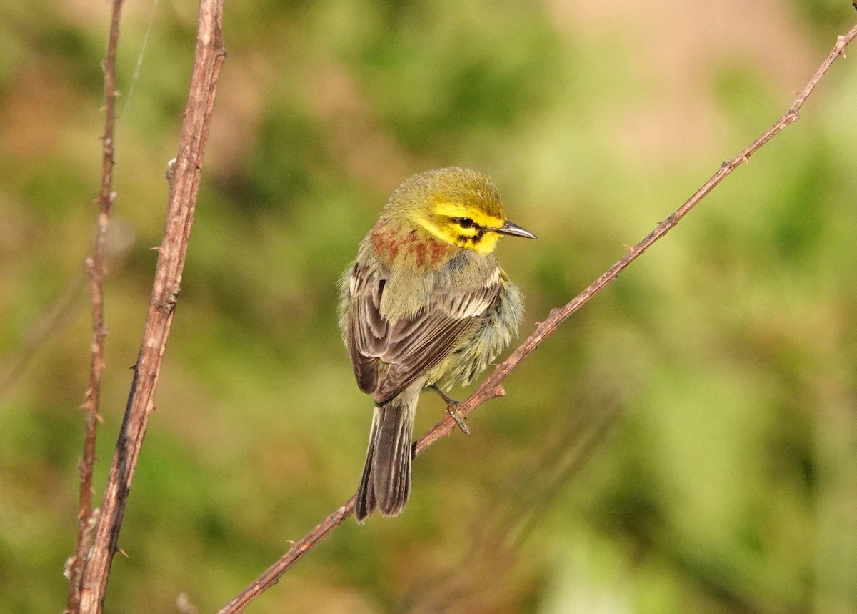 Prairie Warbler - ML450368151