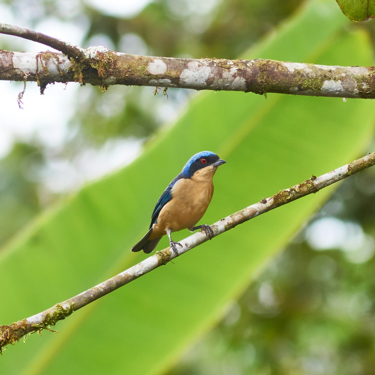 Hooded Mountain Tanager - ML450372321