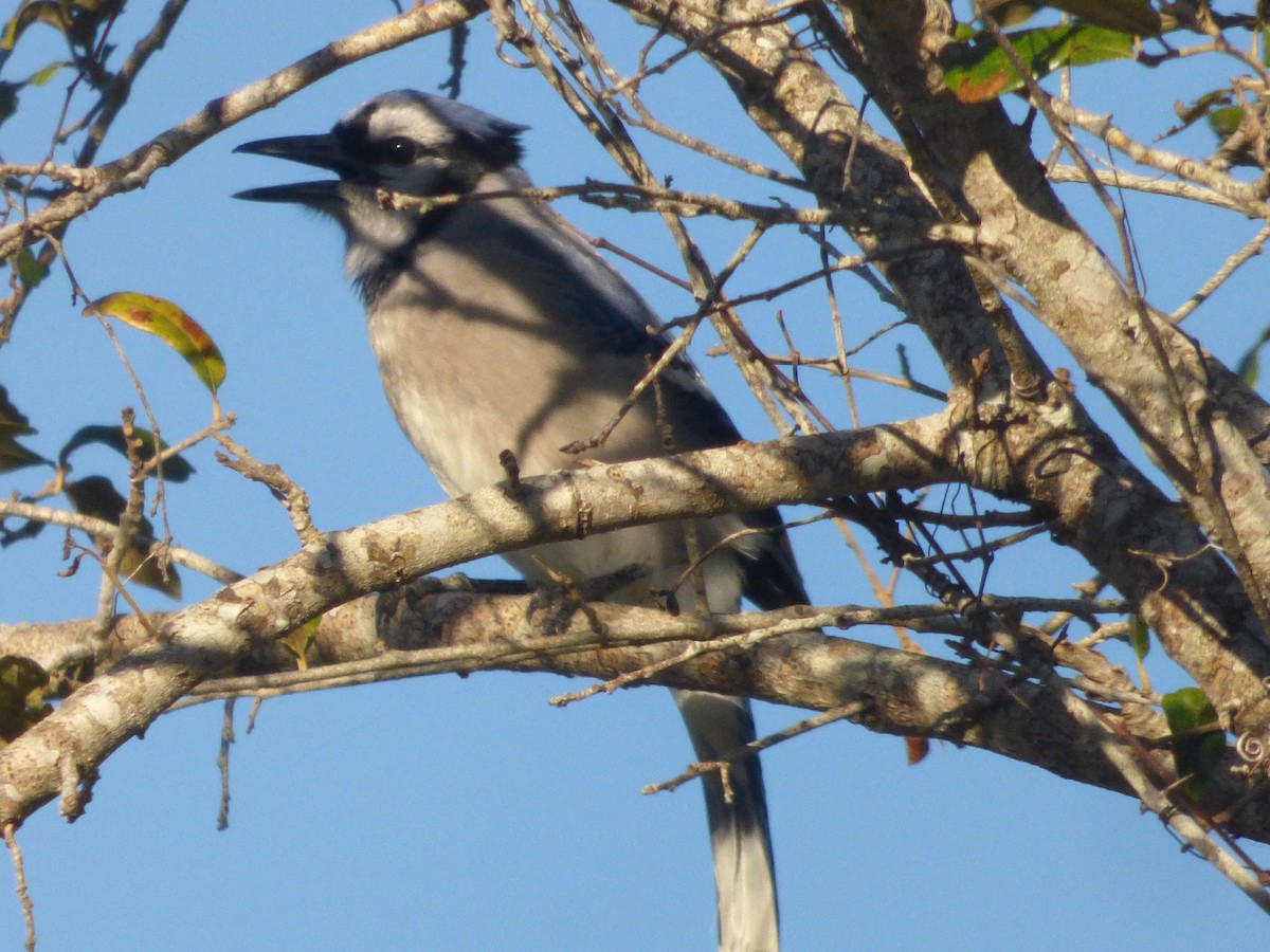 Blue Jay - ML45037251