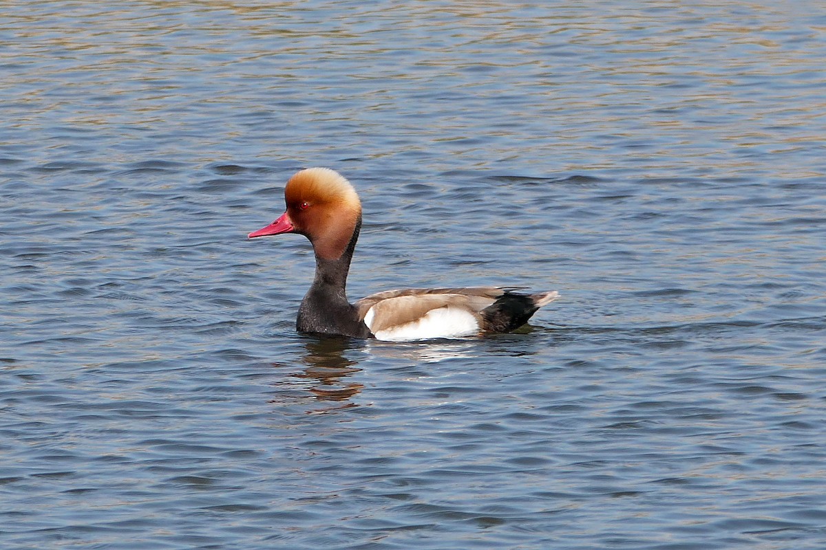 Red-crested Pochard - Ray Turnbull