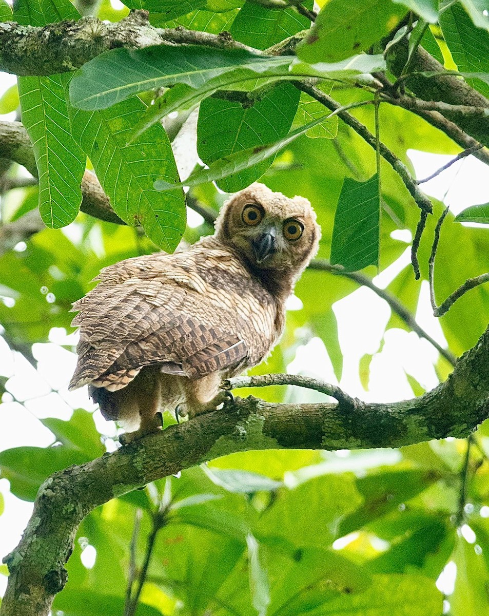 Great Horned Owl - ML450374911