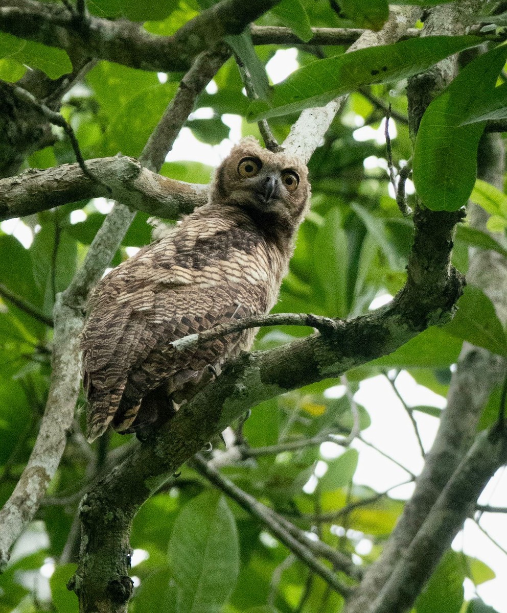 Great Horned Owl - ML450374921