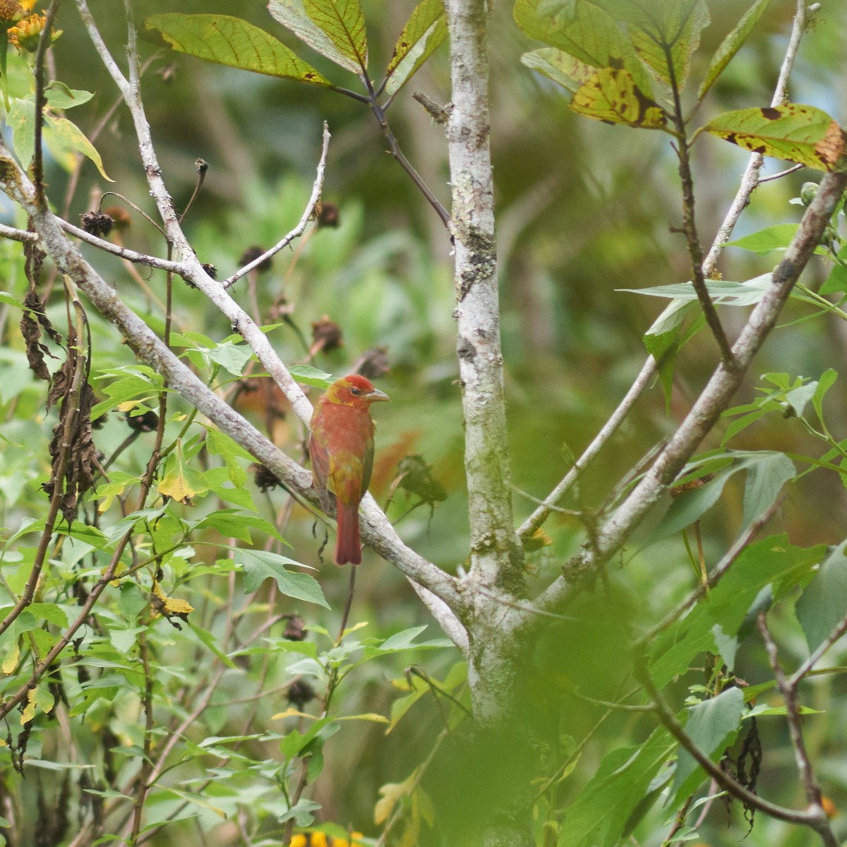 Summer Tanager - ML450378241