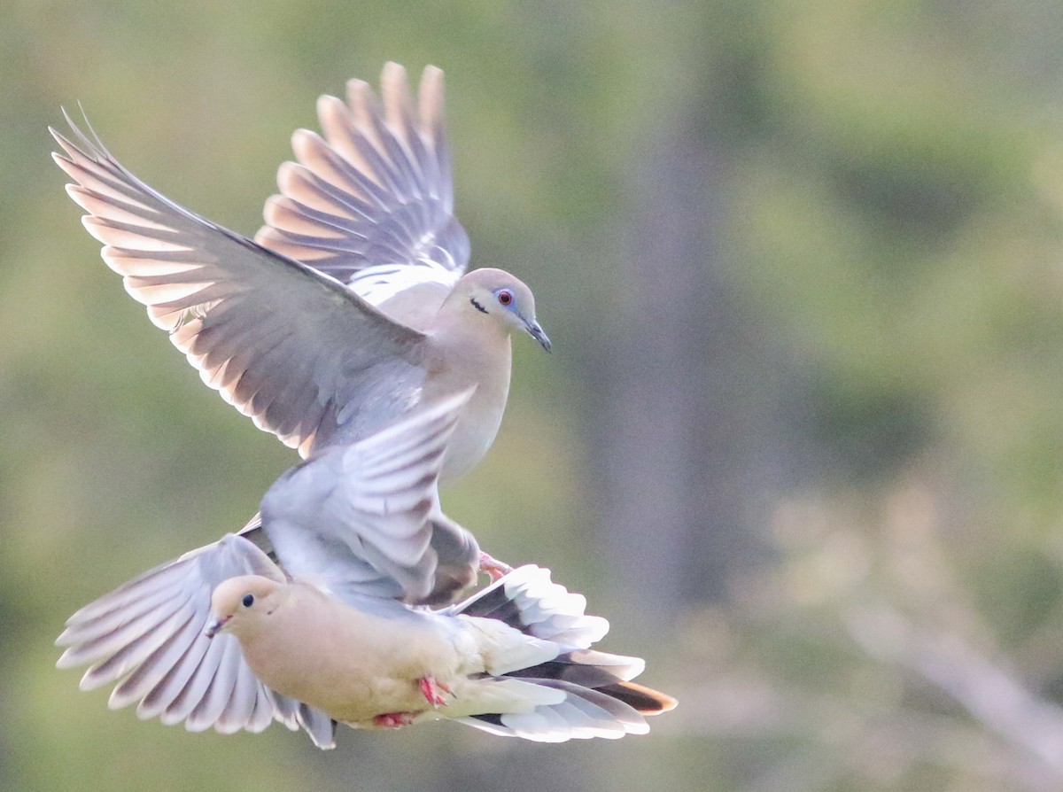 White-winged Dove - ML450379191