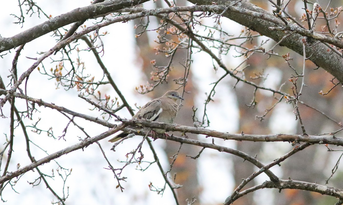 White-winged Dove - ML450379281