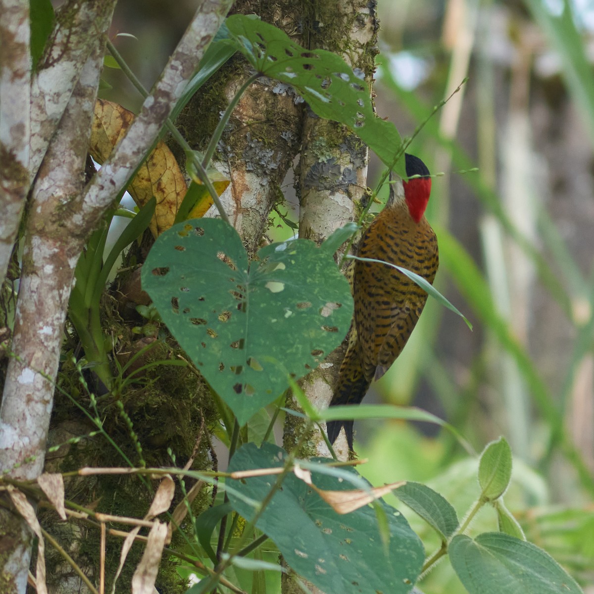 Spot-breasted Woodpecker - ML450379541